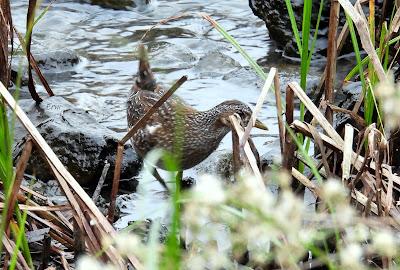POLLUELA PINTOJA EN CUCHÍA Y OTRAS AVES ACUÁTICAS