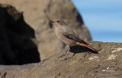 POLLUELA PINTOJA EN CUCHÍA Y OTRAS AVES ACUÁTICAS