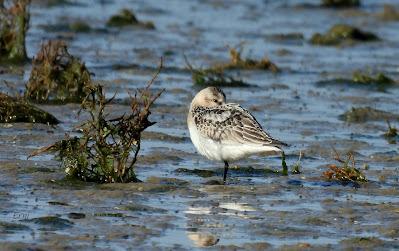 POLLUELA PINTOJA EN CUCHÍA Y OTRAS AVES ACUÁTICAS