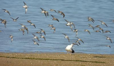 POLLUELA PINTOJA EN CUCHÍA Y OTRAS AVES ACUÁTICAS
