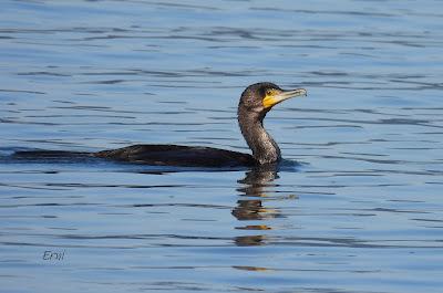 POLLUELA PINTOJA EN CUCHÍA Y OTRAS AVES ACUÁTICAS