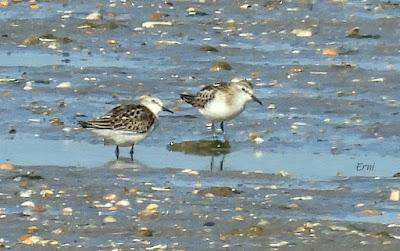 POLLUELA PINTOJA EN CUCHÍA Y OTRAS AVES ACUÁTICAS