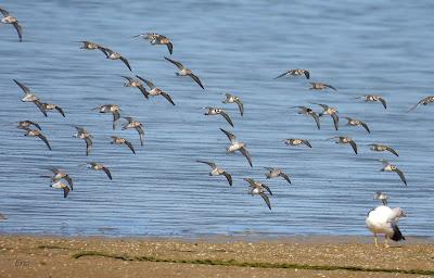 POLLUELA PINTOJA EN CUCHÍA Y OTRAS AVES ACUÁTICAS