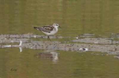 POLLUELA PINTOJA EN CUCHÍA Y OTRAS AVES ACUÁTICAS