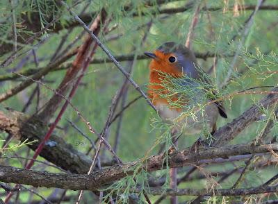 POLLUELA PINTOJA EN CUCHÍA Y OTRAS AVES ACUÁTICAS