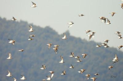 POLLUELA PINTOJA EN CUCHÍA Y OTRAS AVES ACUÁTICAS