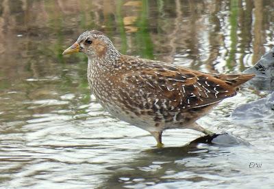 POLLUELA PINTOJA EN CUCHÍA Y OTRAS AVES ACUÁTICAS
