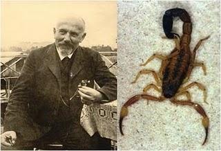 Los escorpiones de Kraepelin