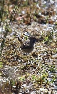 WALKING WITH MY CAMERA-DE PASEO CON MI CAMARA