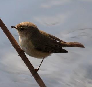 WALKING WITH MY CAMERA-DE PASEO CON MI CAMARA