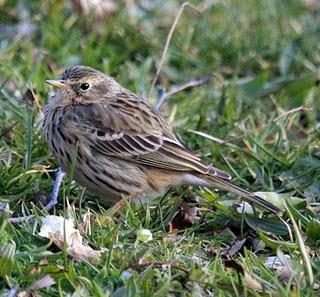 WALKING WITH MY CAMERA-DE PASEO CON MI CAMARA