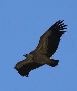 WALKING WITH MY CAMERA-DE PASEO CON MI CAMARA