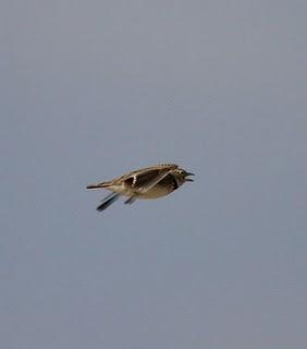 WALKING WITH MY CAMERA-DE PASEO CON MI CAMARA