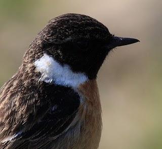 WALKING WITH MY CAMERA-DE PASEO CON MI CAMARA