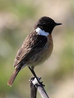 WALKING WITH MY CAMERA-DE PASEO CON MI CAMARA