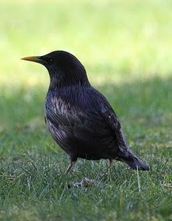 WALKING WITH MY CAMERA-DE PASEO CON MI CAMARA