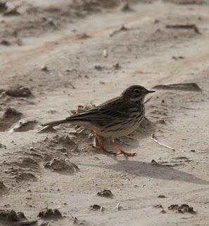 WALKING WITH MY CAMERA-DE PASEO CON MI CAMARA