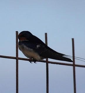 WALKING WITH MY CAMERA-DE PASEO CON MI CAMARA