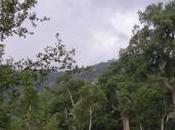 Voluntario Forestal tiene recompensa.