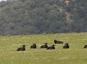 primeveral mañana ganadería ramón sánchez
