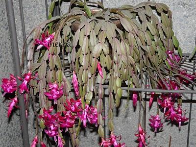 Cactus de Pascua (Rhipsalidosis gaerteneri )