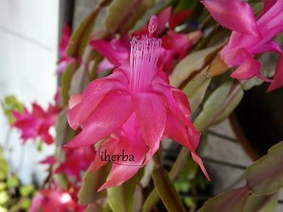 Cactus de Pascua (Rhipsalidosis gaerteneri )