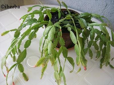 Cactus de Pascua (Rhipsalidosis gaerteneri )