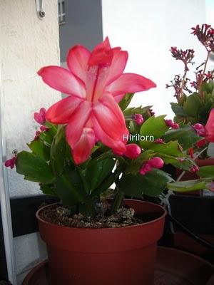 Cactus de Pascua (Rhipsalidosis gaerteneri )