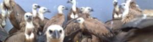 En 2009 casi 170.000 aves carroñeras fueron observadas en la Red de Comederos de la Consejería de Medio Ambiente