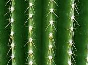 Autorretrato púas personalidad evitadora