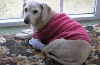 UN PERRO BUSCA AYUDA EN UN HOSPITAL TRAS SER HERIDO