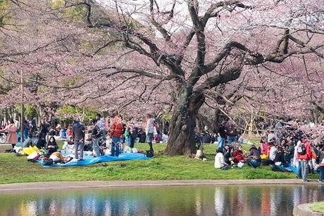 hanami Hanami en Yoyogi