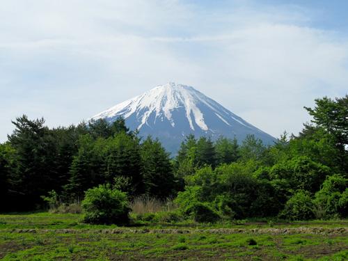 Aokigahara, el Bosque de los suicidas