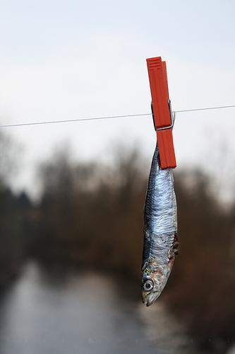 4481060229 4452667c57 Pesce daprile 