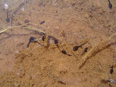 La charca de las oportunidades