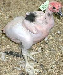 transgénicos y la revolución alimentaria