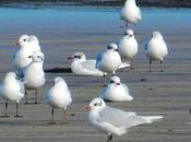 Gaviotas cabecinegras anilladas