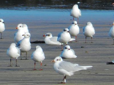 Gaviotas cabecinegras anilladas