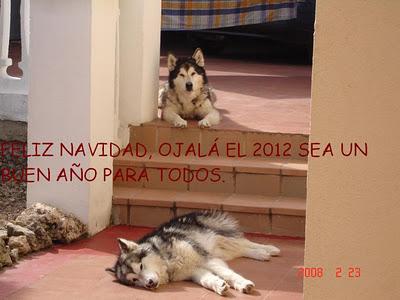 QUICHE DE VERDURAS CON TOMATITOS SECOS.