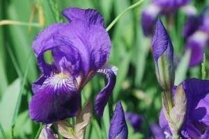 VIVIR COMO LAS FLORES