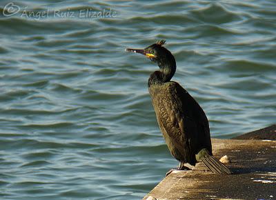 Cormoranes moñudos y portuarios...