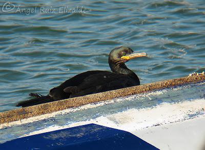 Cormoranes moñudos y portuarios...