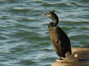 Cormoranes moñudos portuarios...