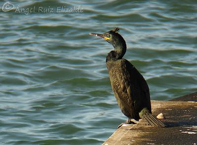 Cormoranes moñudos y portuarios...
