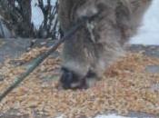 coto caza llamado España