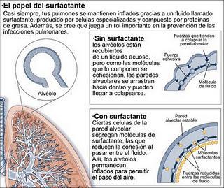 Grandes Pediatras: Mary Avery y el déficit de surfactante