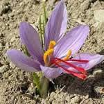 Azafran medicina casera