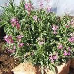 Azafran medicina casera