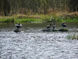 Cormorán grande