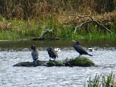 Cormorán grande